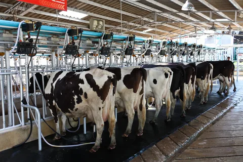Dairy Herd Management